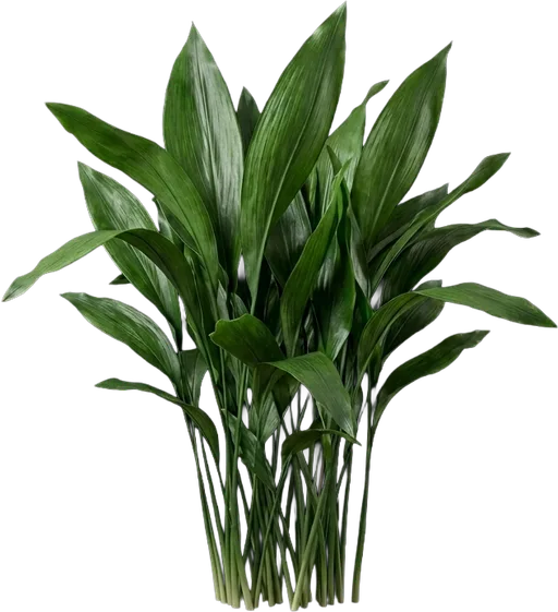 Cast Iron Plant