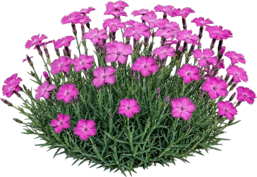 Cheddar Pink