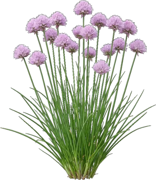 Chives