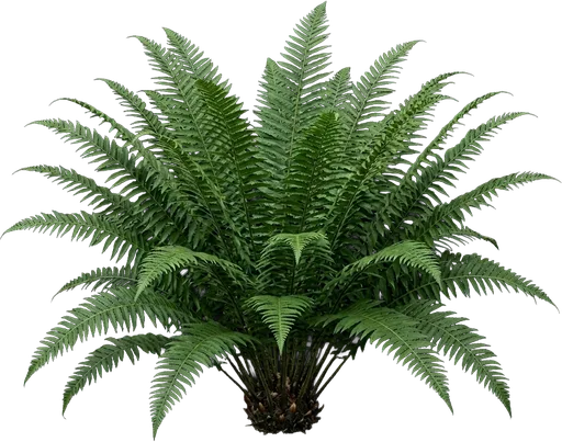 Christmas Fern