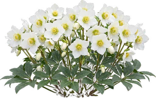 Christmas Rose