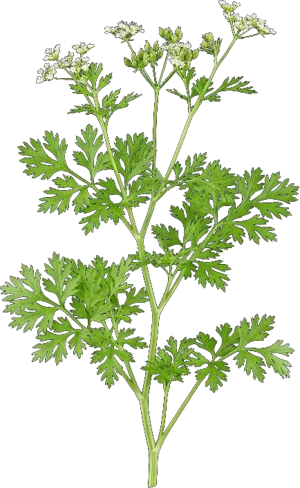 Cilantro