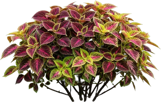 Coleus