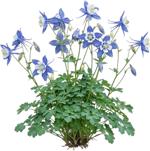 Columbine