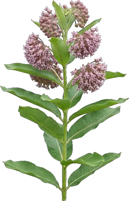 Common Milkweed