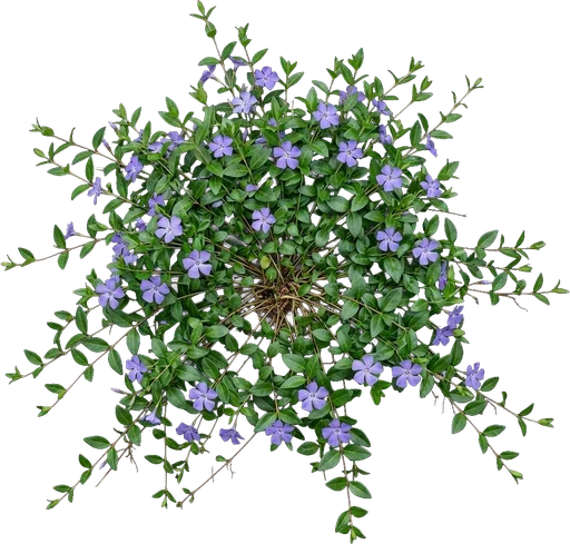 Common Periwinkle