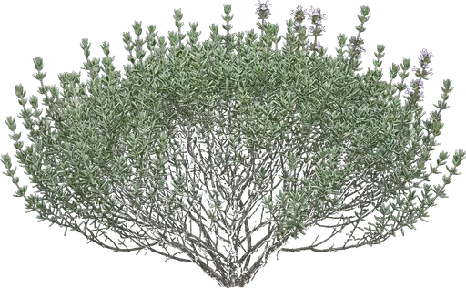 Common Thyme