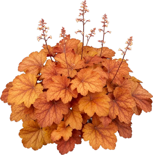 Coral Bells — amber/lime and near-black colourways