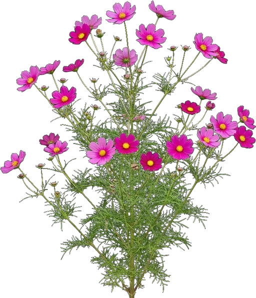 Cosmos