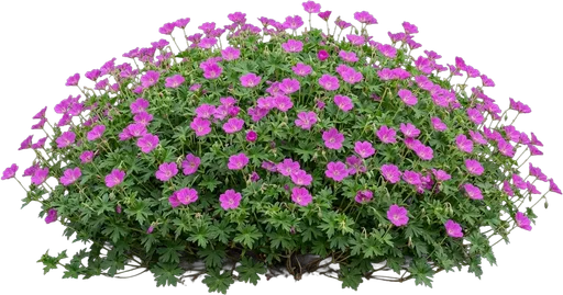 Hardy Geranium