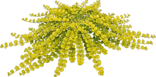 Creeping Jenny