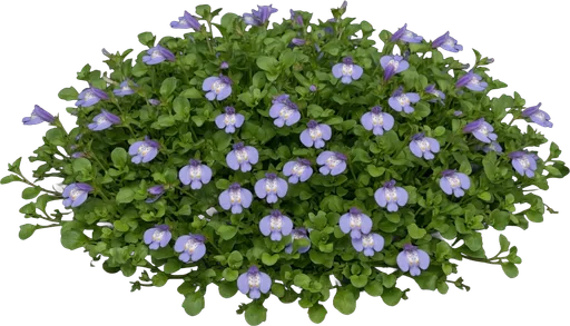 Creeping Mazus