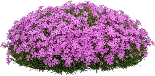 Creeping Phlox