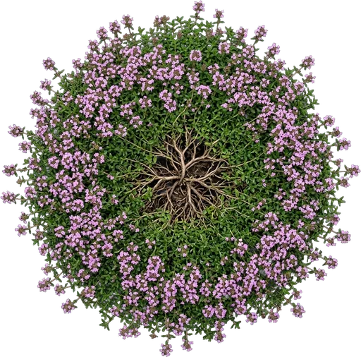 Creeping Thyme