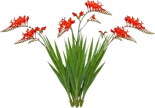Crocosmia