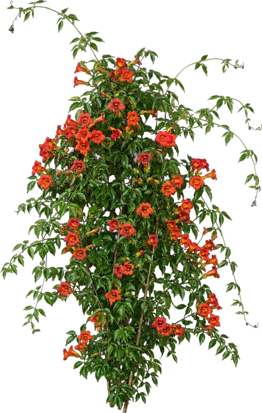 Crossvine