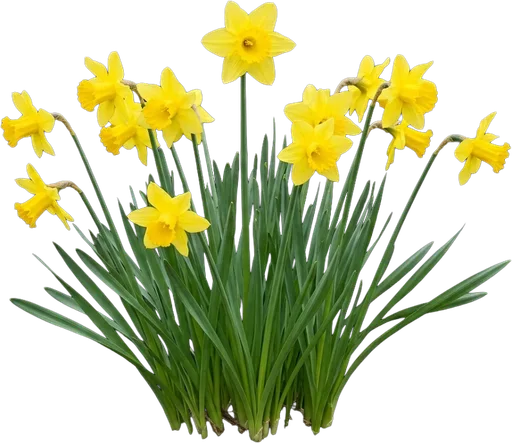 Daffodil