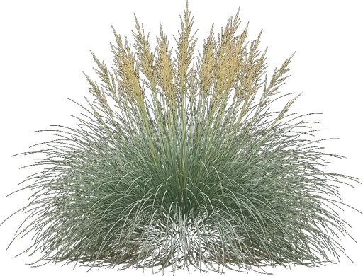 Deer Grass