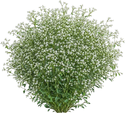 Diamond Frost Euphorbia
