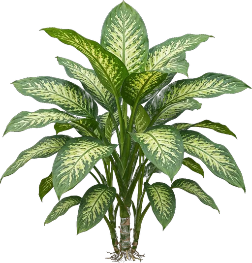 Dieffenbachia (Dumb Cane)