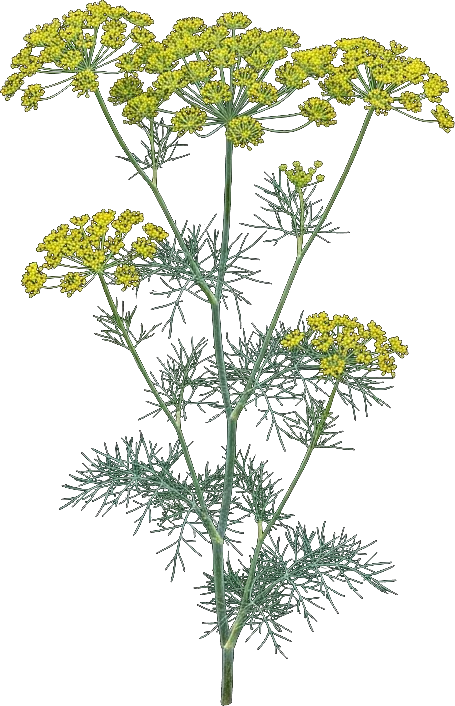 Dill