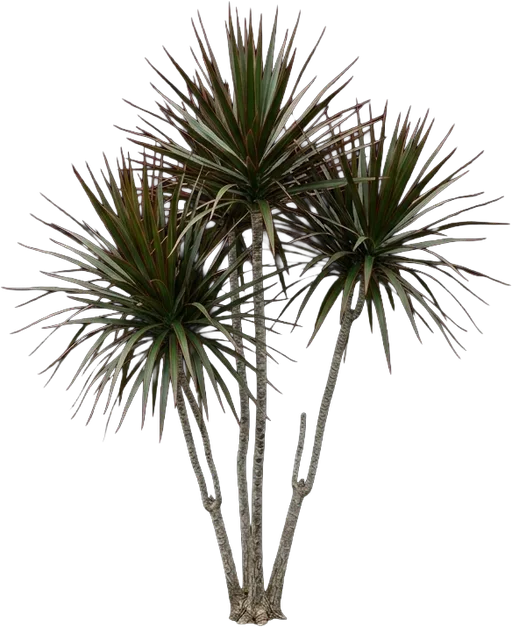 Dragon Tree