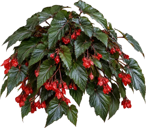 Dragon Wing Begonia