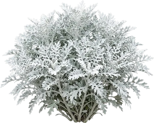 Dusty Miller