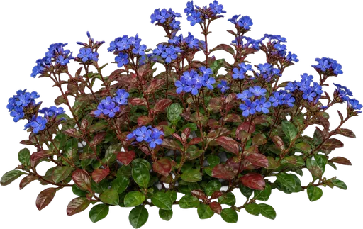 Dwarf Plumbago (Hardy Blue Leadwort)
