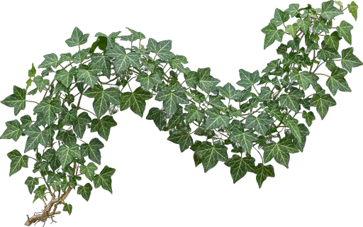 English Ivy