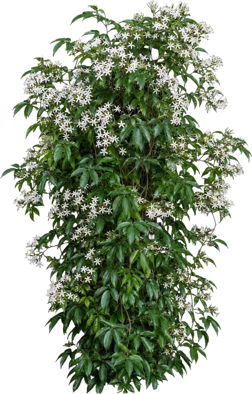 Evergreen Clematis