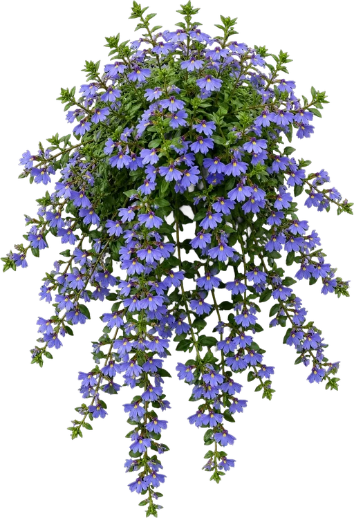 Fan Flower