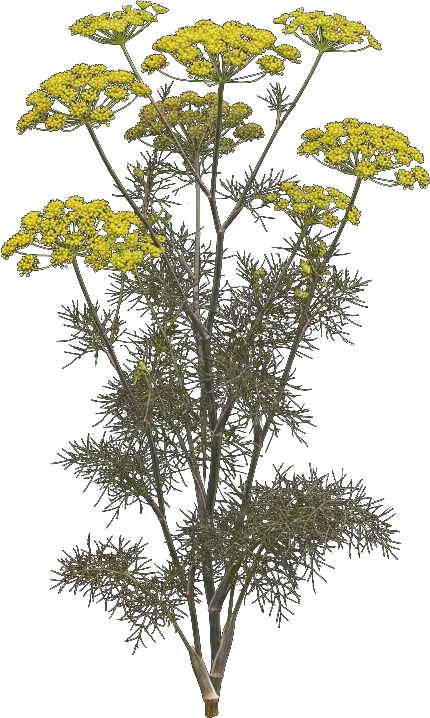 Fennel