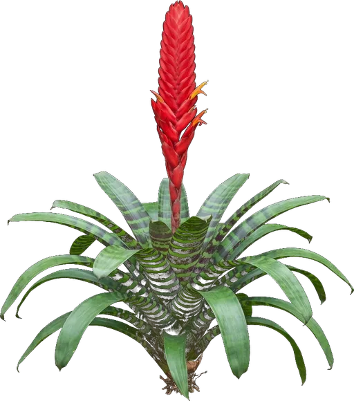 Flaming Sword Bromeliad
