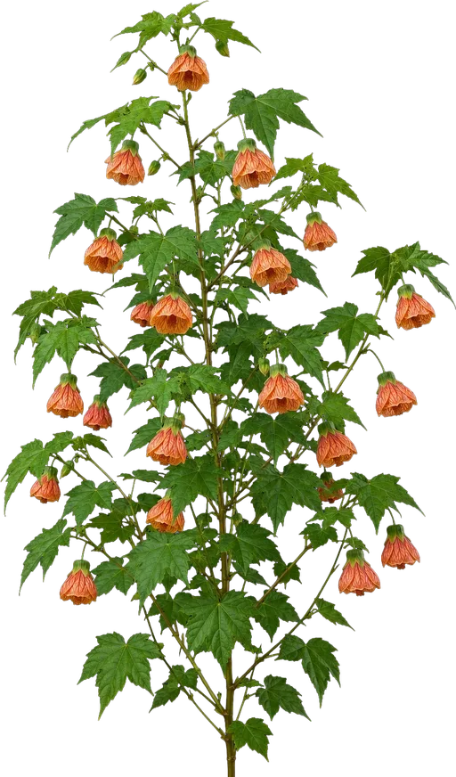Flowering Maple
