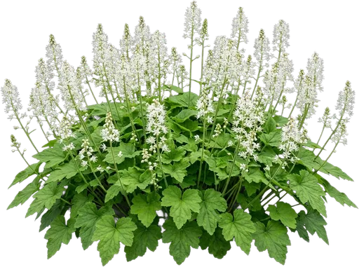 Foamflower