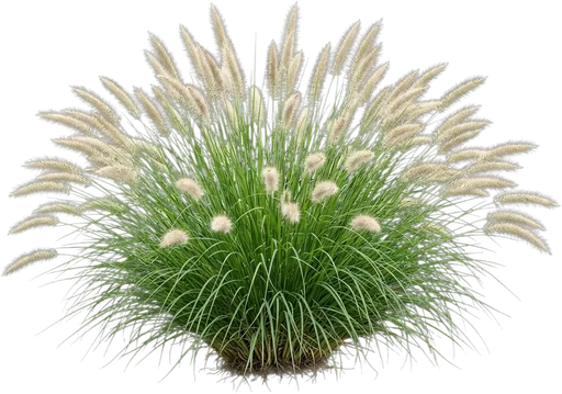 Fountain Grass