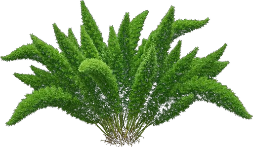 Foxtail Fern