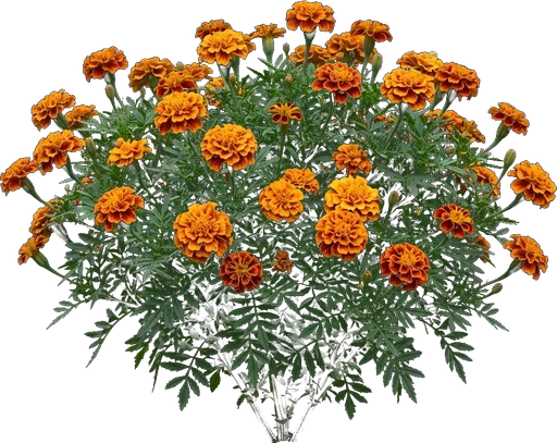 French Marigold