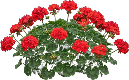 Garden Geranium