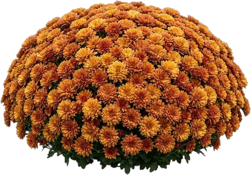 Garden Mum