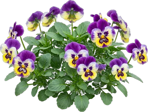 Garden Pansy