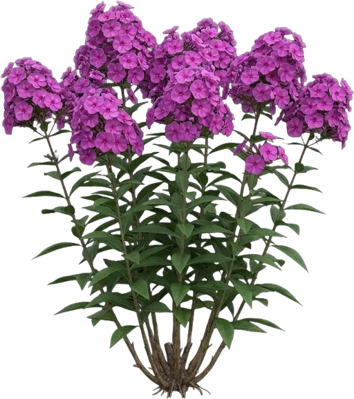 Garden Phlox