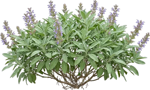 Garden Sage