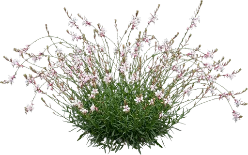 Gaura