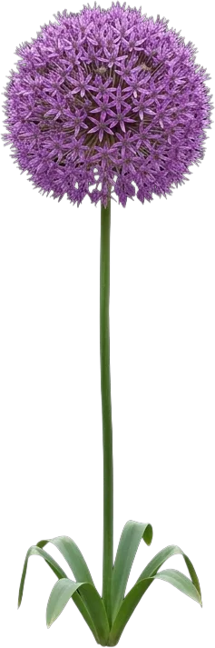 Giant Allium