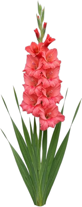 Gladiolus