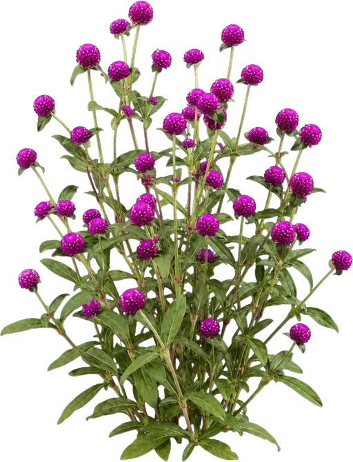 Globe Amaranth