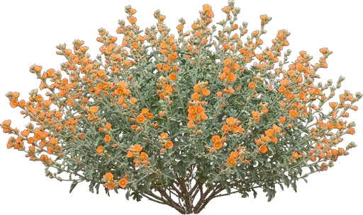 Globe Mallow