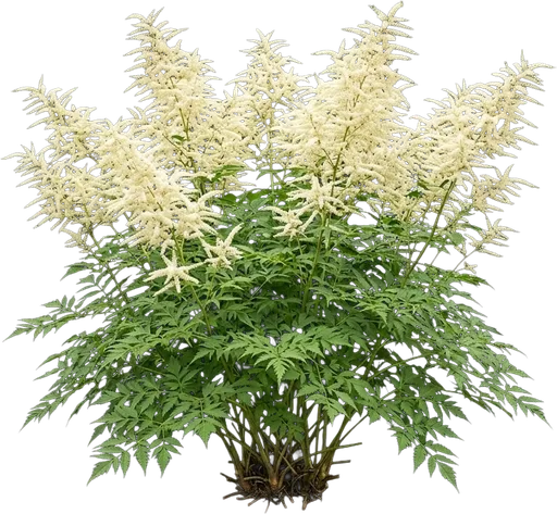 Goat's Beard